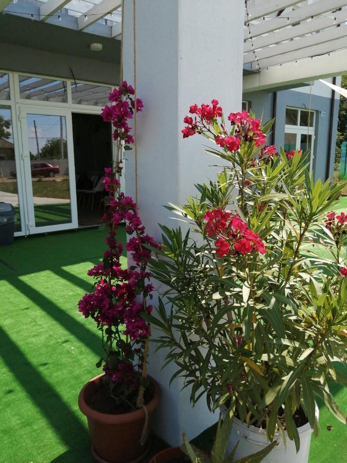 Tina Guest House Basarabi Εξωτερικό φωτογραφία